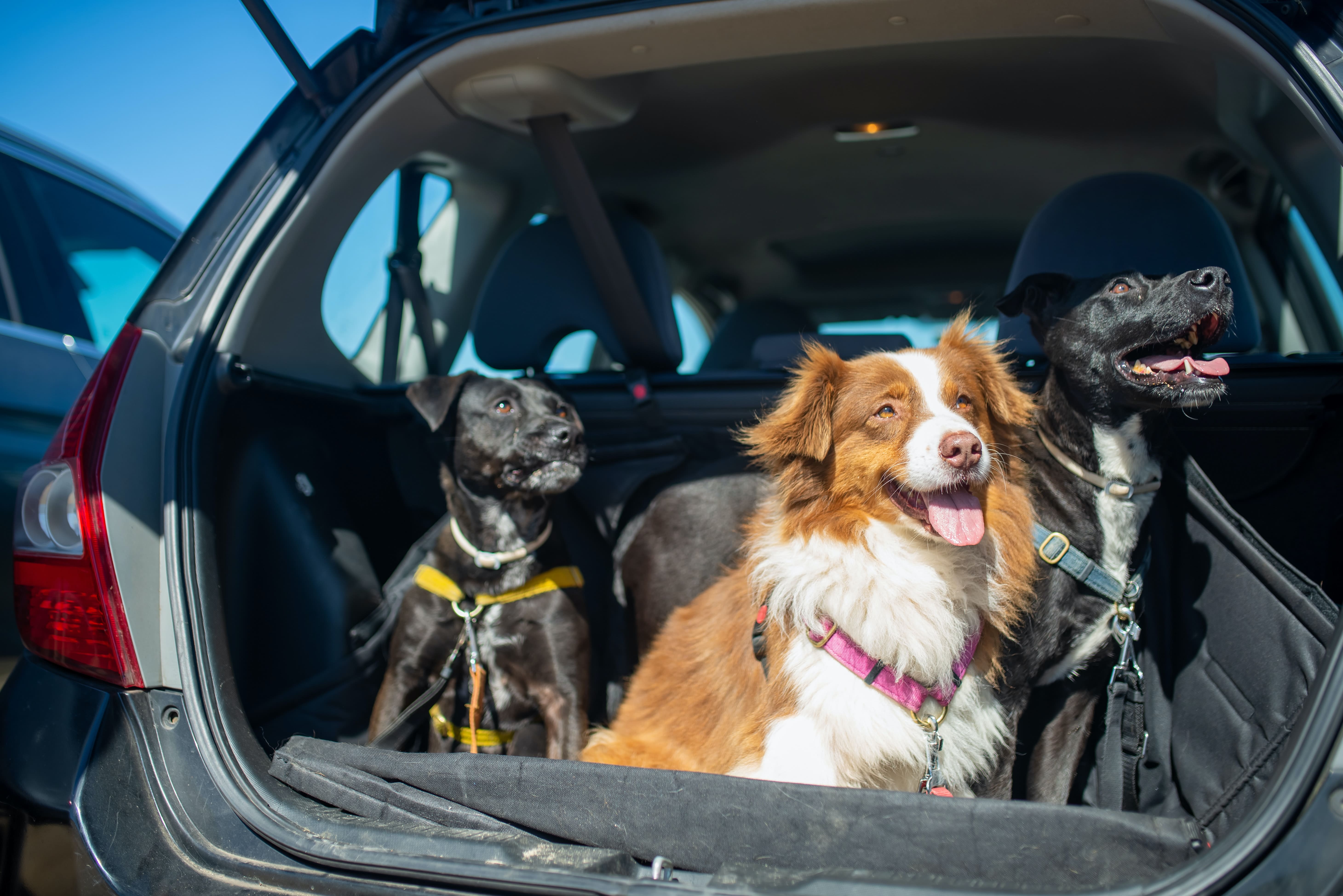 6 elementos imprescindibles para viajar en coche con tu perro