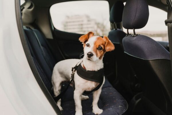 Como llevar a tu perro en el coche con cinturon homologado