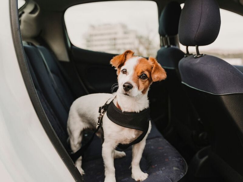 Como llevar a tu perro en el coche con cinturon homologado