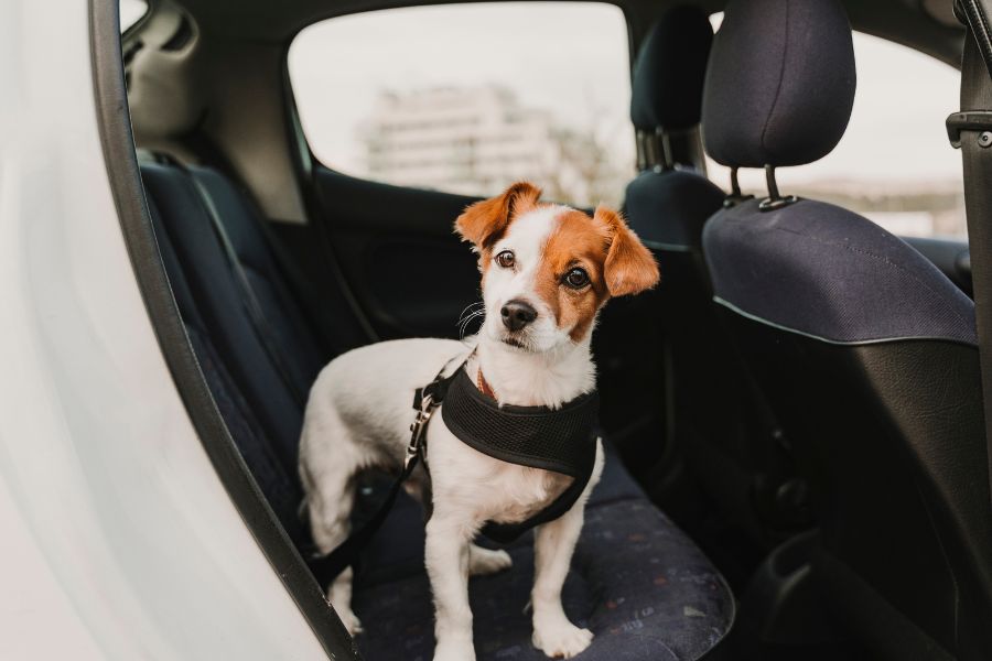 ¿Cómo llevar a tu perro en el coche con cinturón homologado?